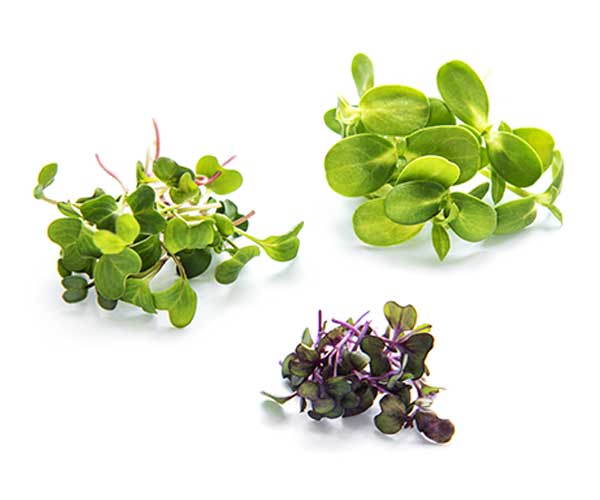 Microgreens