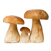 Mushrooms